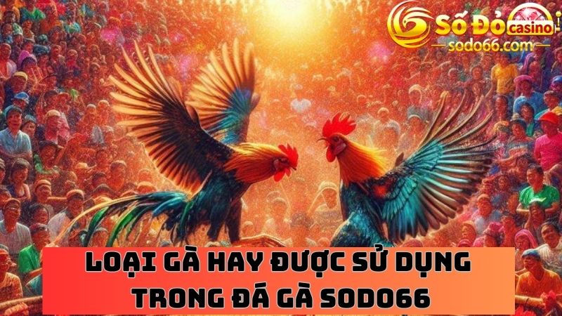 Gà Tre và gà Mỹ được sử dụng trong trận đấu rất nhiều