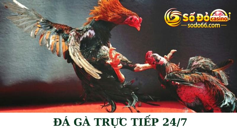 Đá gà trực tiếp 247: Tích hợp xem thi đấu