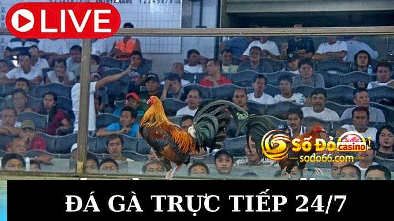 Màn hình trực tiếp đấu gà đẹp mắt