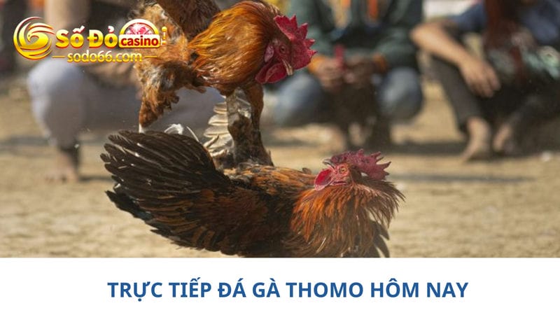 Số lượng người xem trực tiếp đá gà Thomo hôm nay